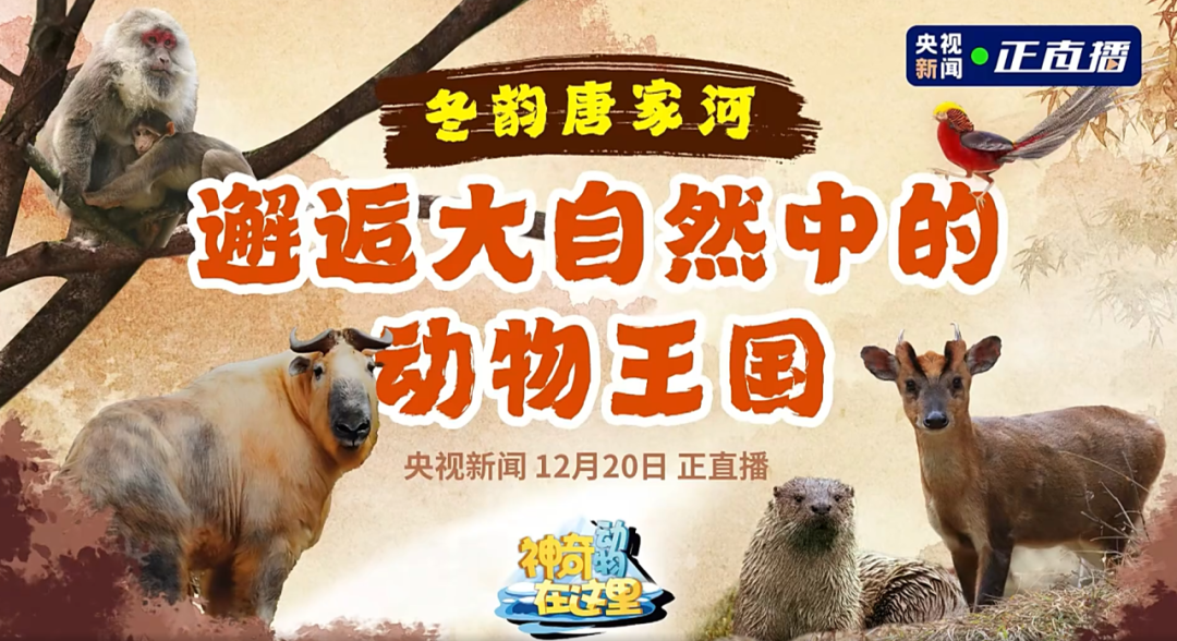 媒体聚焦 | 央视新闻走进唐家河，邂逅冰雪童话世界的动物王国
